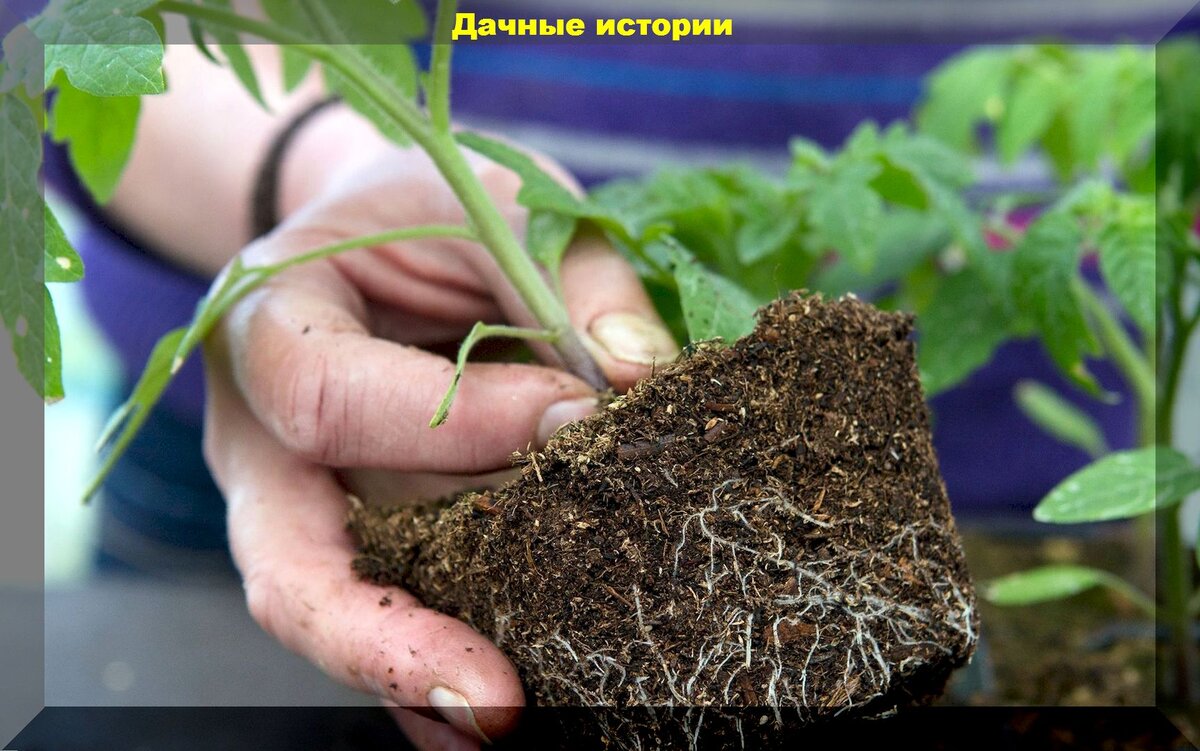 https://vk.com/photo-159774511_457251816