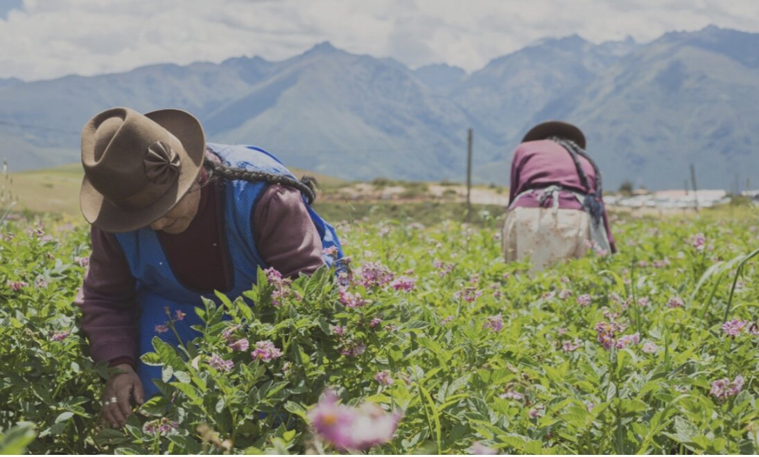 Работа Mater в партнёрстве с фермерами