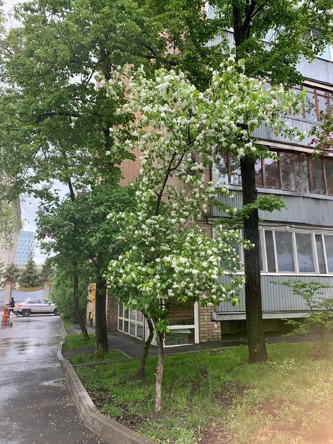 Фото Аллы Анискиной. Яблонька у дома. что за добрый человек посадил?