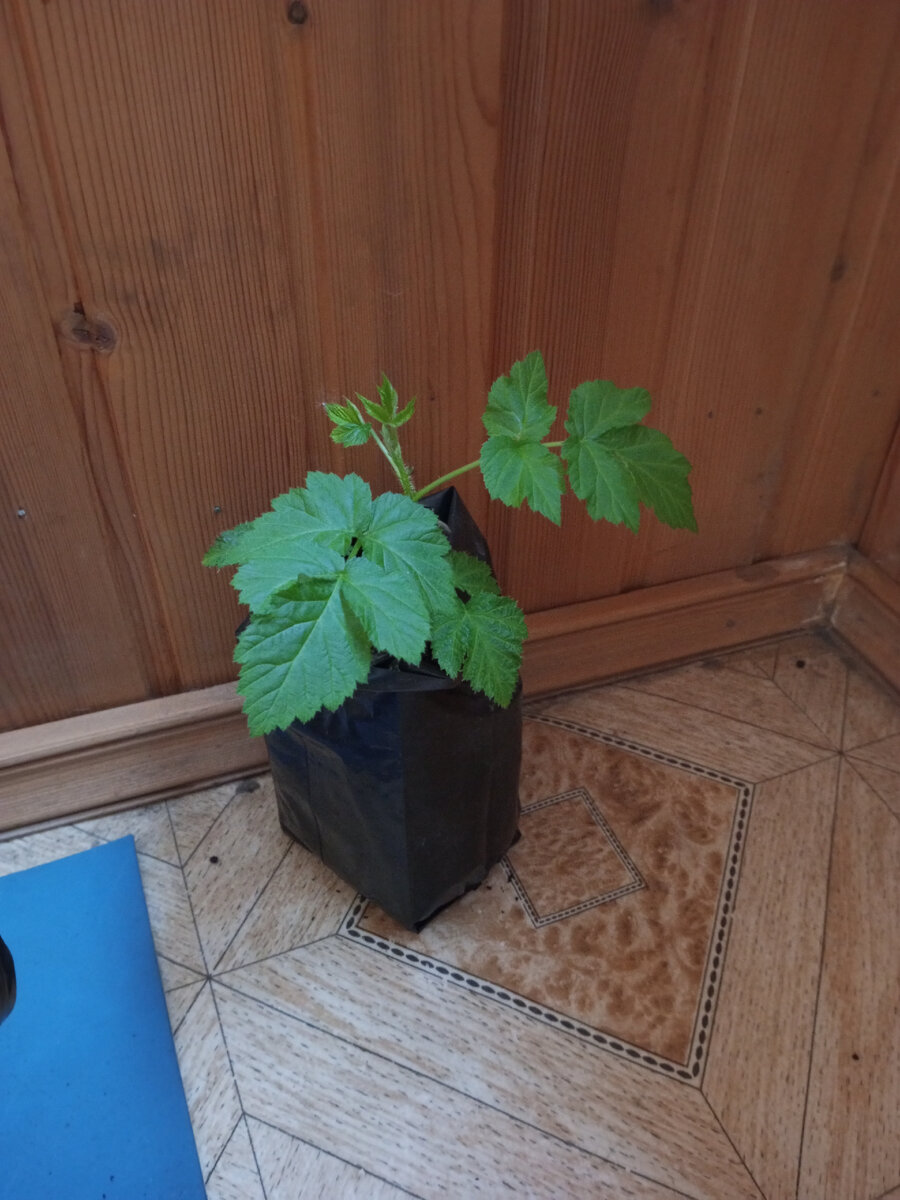 Малина "Карамелька"