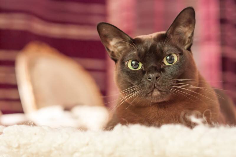 Источник: https://petstory.ru/knowledge/cats/cat-breeds/burmese-cat/