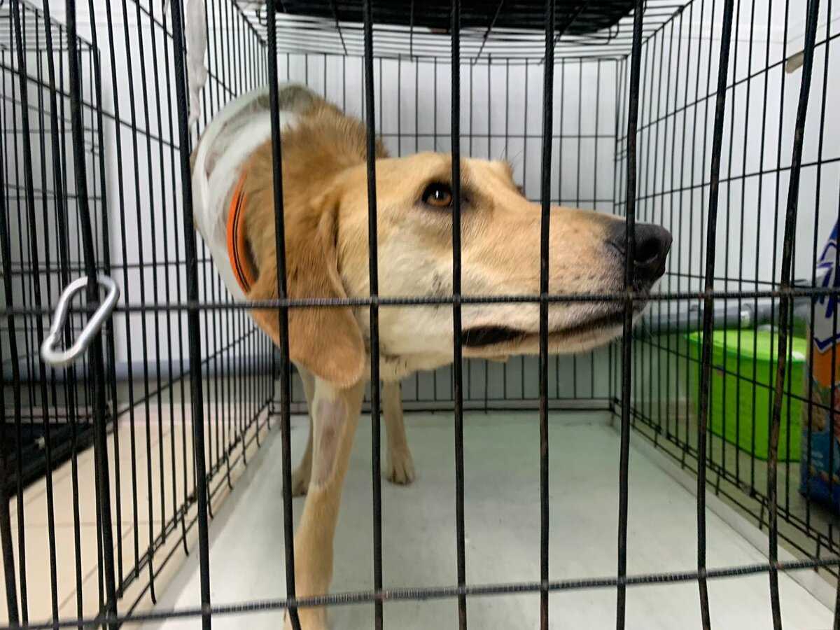 Злата ждет выгула 