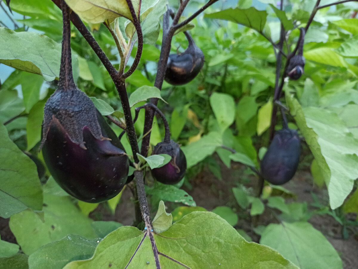 Фото автора. Баклажанам в теплице тоже неплохо
