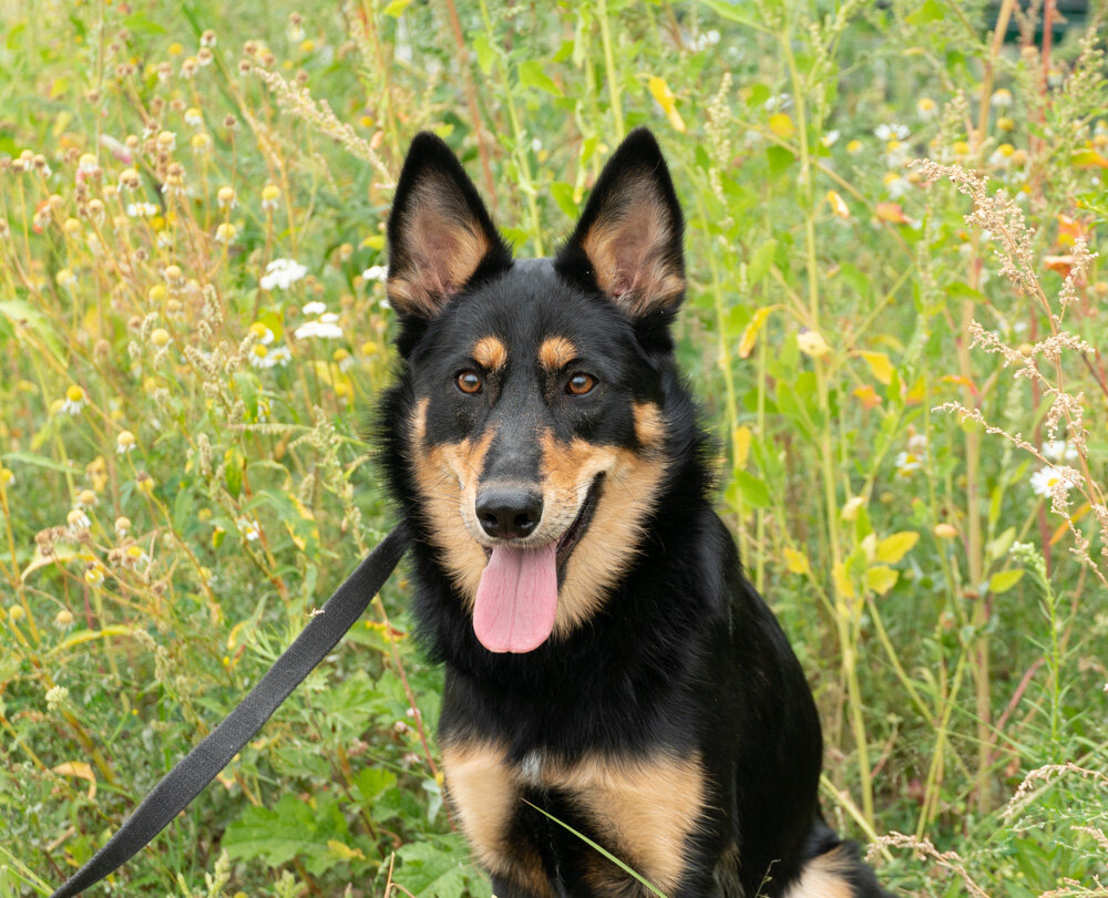 Чуть меньше среднего размера. Яркий окрас. Сообразительная.