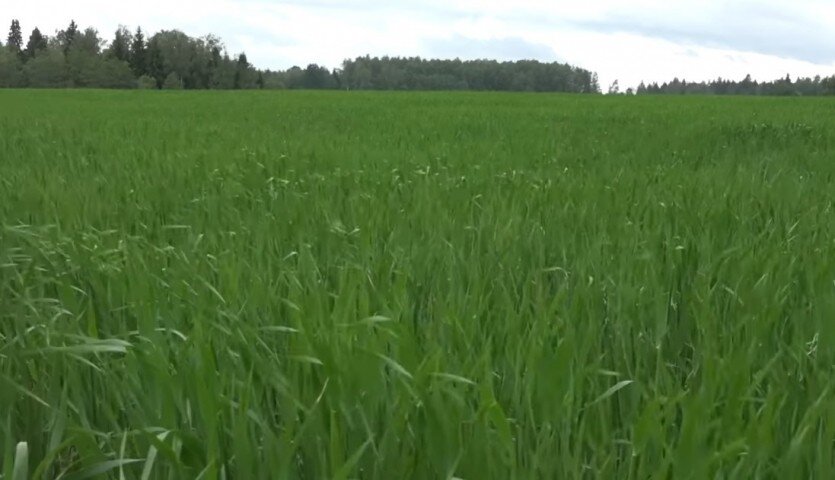 4 способа сделать тяжелую почву рыхлой и плодородной. Как улучшить ...