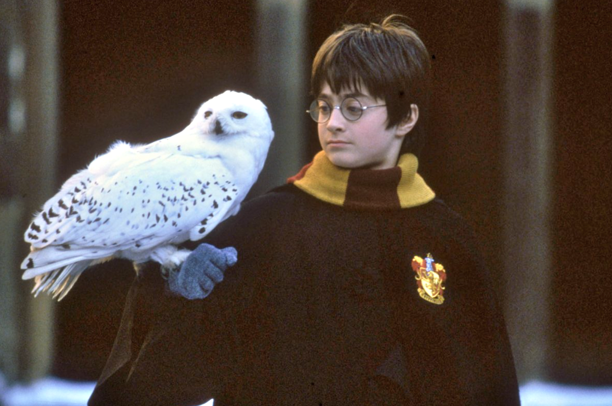 Джоан Роулинг назвала сову Хэдвигом, что по-русски оказалось Буклей. Фото: nypost.com