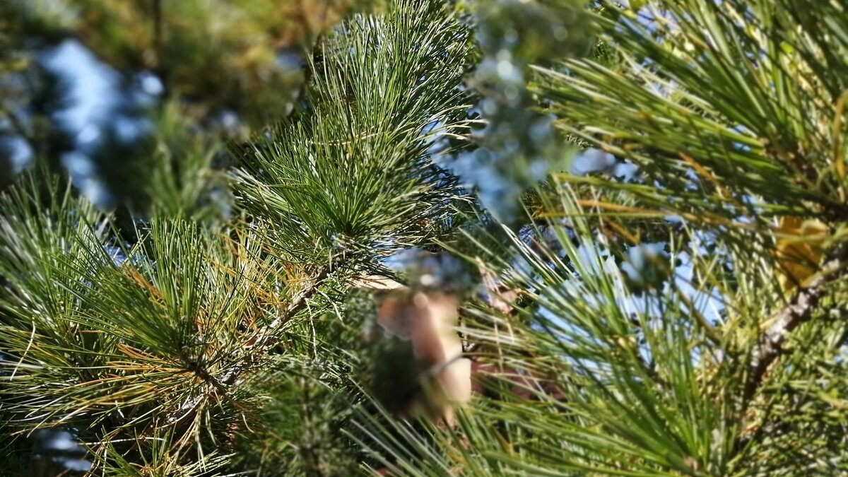     В Приморском крае буквально за несколько дней произошло несколько встреч человека с тиграми. Одно из таких рандеву случилось у директора центра реабилитации диких животных.