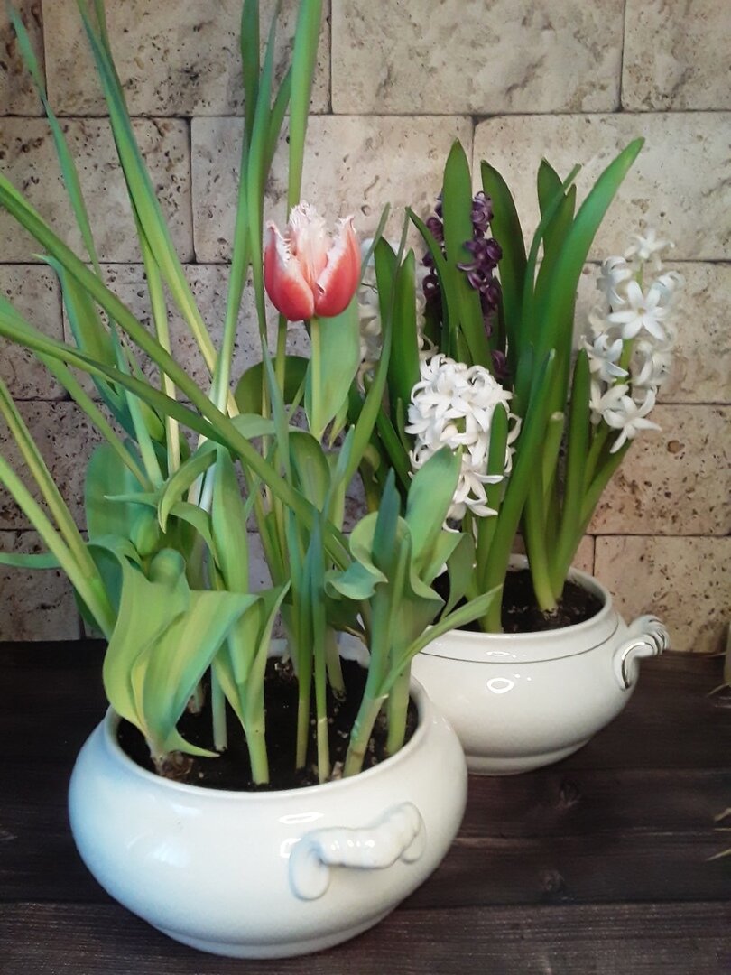 Моя выгонка ненадолго пересекается в цветении