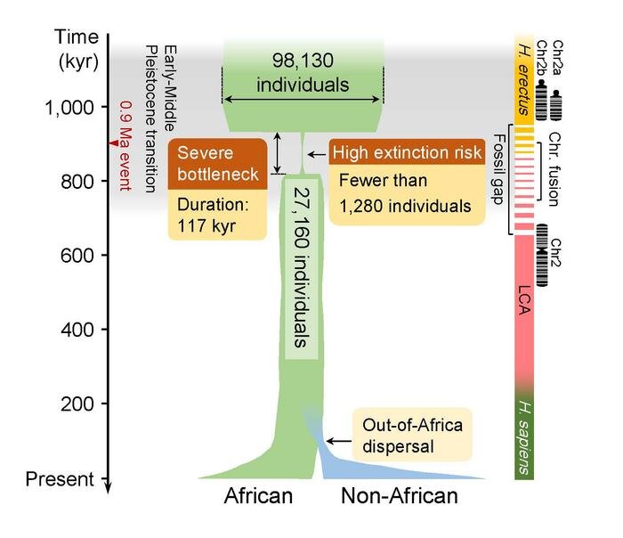 Генетическое исследование показывает, что предки людей почти вымерли около 930 000 лет назад.-2
