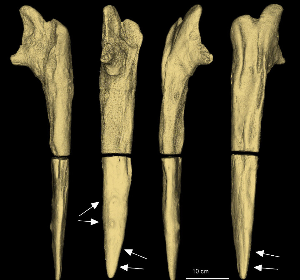   Lawrence Barham et al. / Nature, 2023