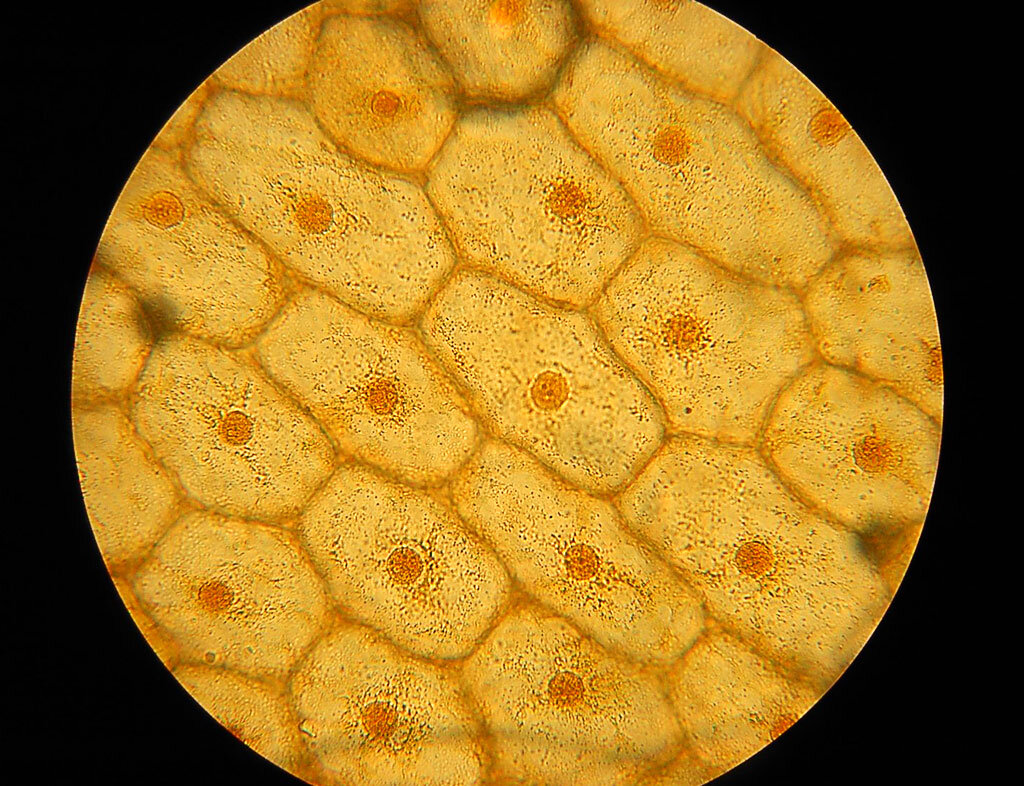 Клетка кожицы лука под микроскопом