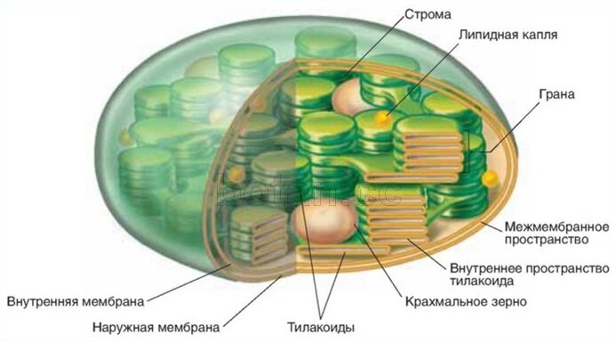 Биология. 11 класс