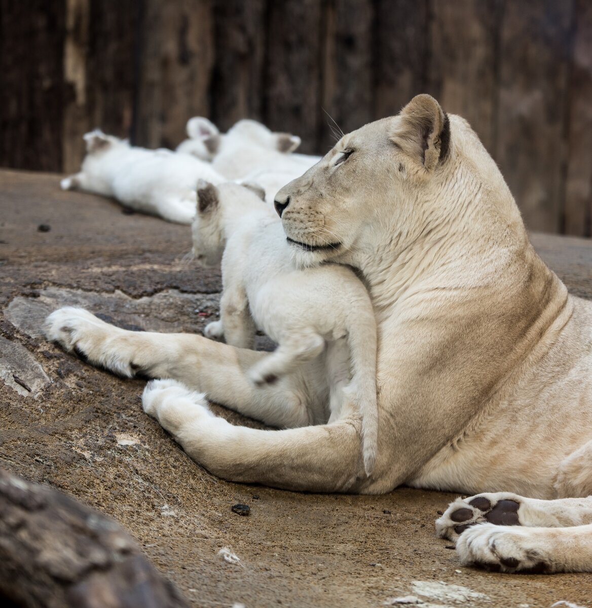   Белый лев не является отдельным подвидом. Это специфический полиморфизм с генетическим заболеванием — лейкизмом, вызывающим более светлую окраску шерсти, чем у обычных львов.