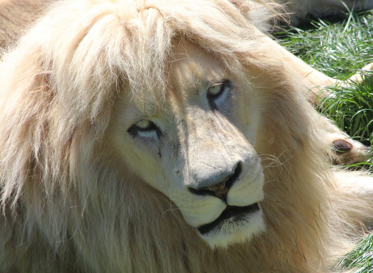   Белый лев не является отдельным подвидом. Это специфический полиморфизм с генетическим заболеванием — лейкизмом, вызывающим более светлую окраску шерсти, чем у обычных львов.-2