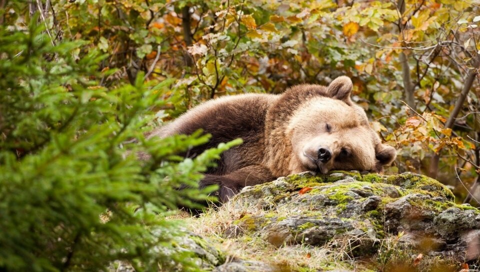 Источник фотографии https://izobrazhenie.net