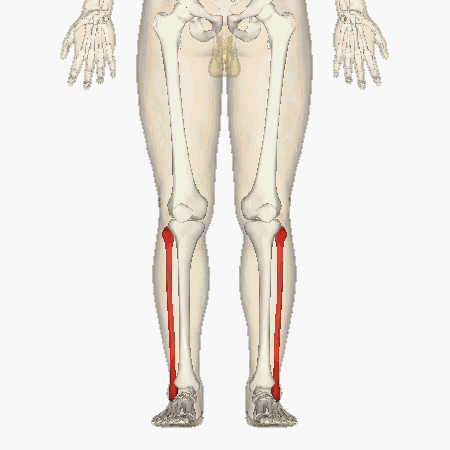  Малоберцовая кость