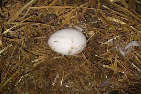 Моют ли яйца перед инкубацией