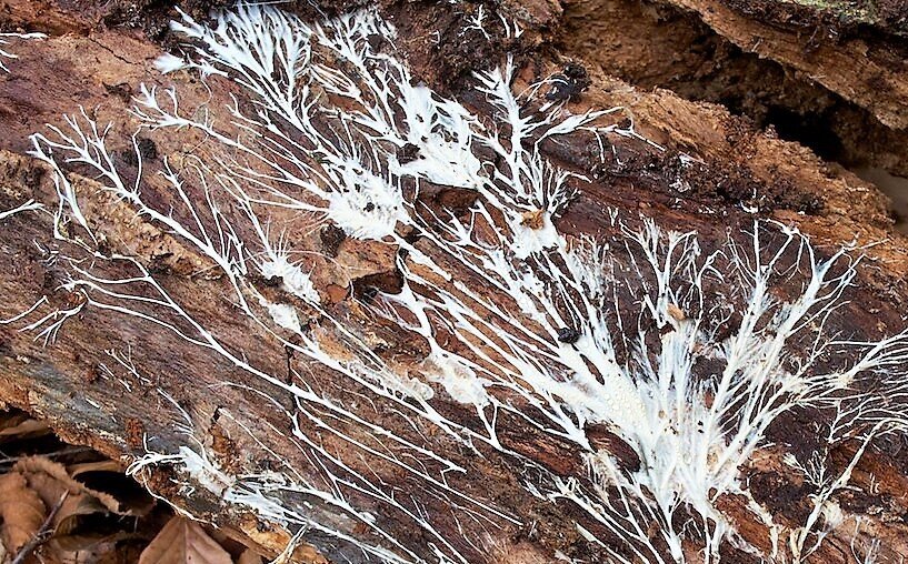 Ризоморфный мицелий