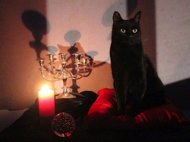  Как будет выглядеть говорящий кот Маленькой Ведьмы. В сети появилось первое изображение Салема, кота Сабрины из будущего сериала «Жуткие приключения Сабрины».-2