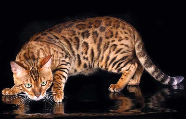 Бенгальская кошка в охотничьей стойке