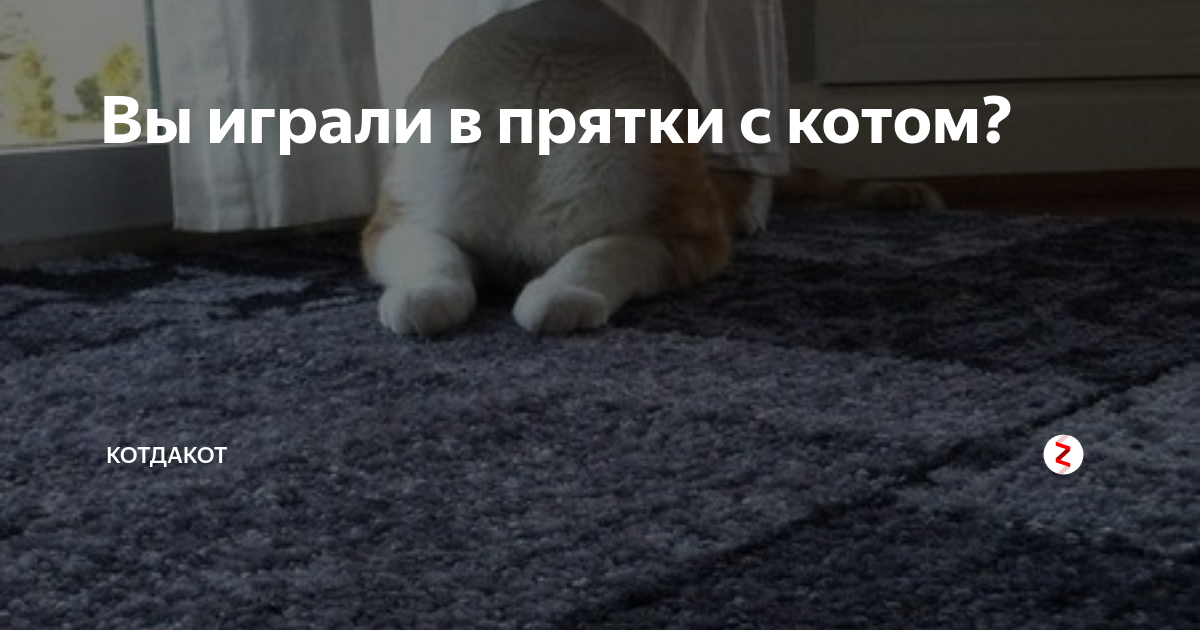 Котята играют в прятки. Игры с котом ПРЯТКИ. 2 Февраля день игры в ПРЯТКИ С котом. Кот играет в ПРЯТКИ. Котята играют в ПРЯТКИ С хозяином