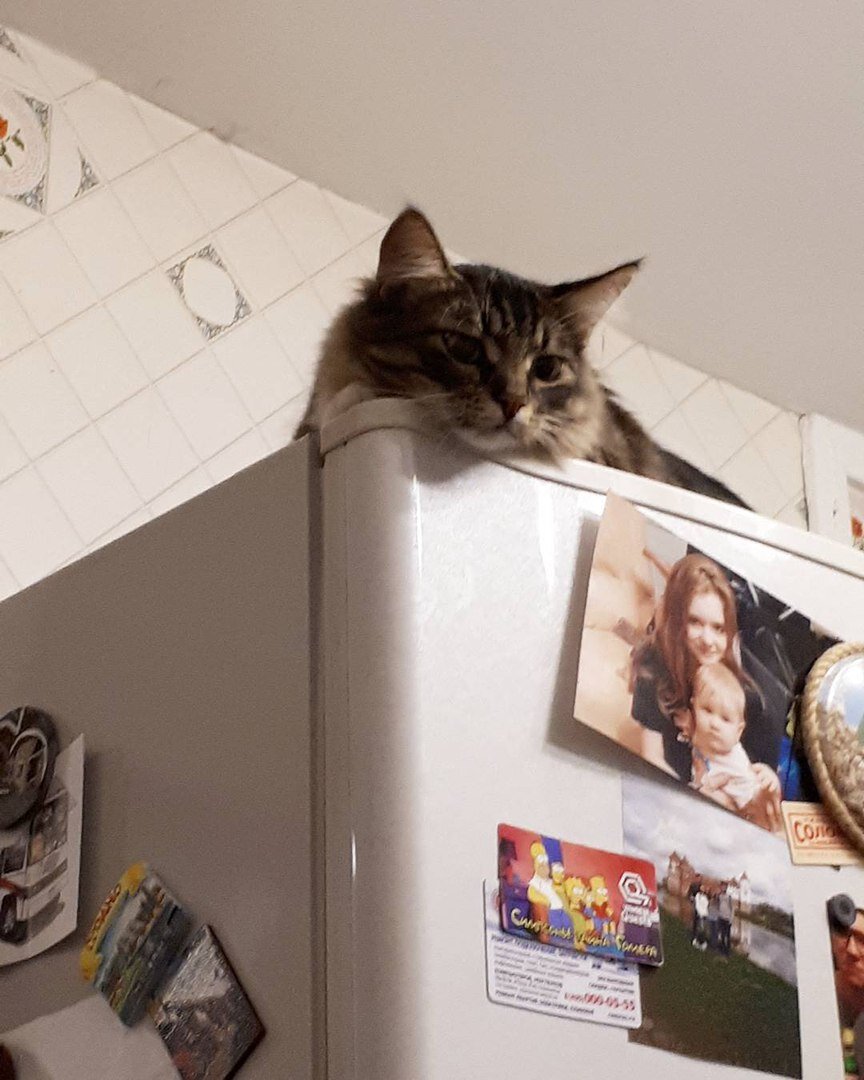 Как отучить кошку лазить по столам | Центр помощи кошкам «Муркоша» | Дзен
