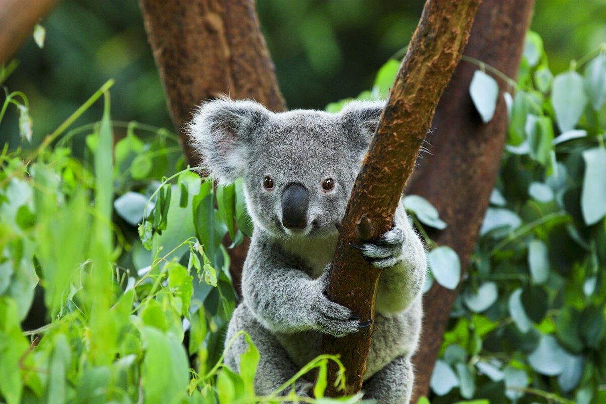 Коала фото животного фото