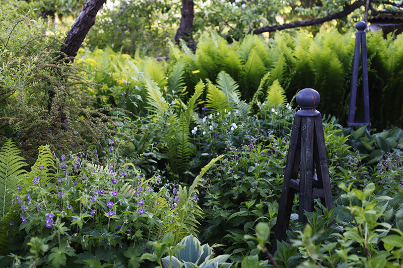 Три куста герани темной, хосты, папоротник страусник
