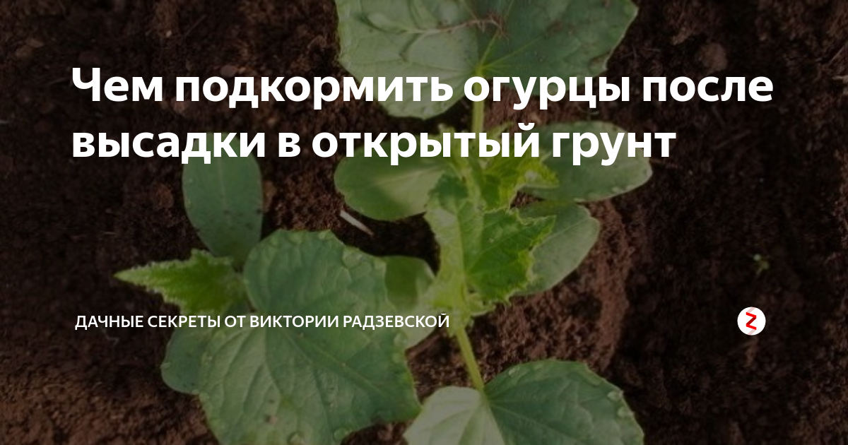 Огурцы остановились в росте чем подкормить. Чем подкормить огурцы после высадки в открытый грунт. Подкормка огурцов после высадки. Подкормить огурцы в открытом грунте. Для роста огурцов в открытом грунте чем подкормить