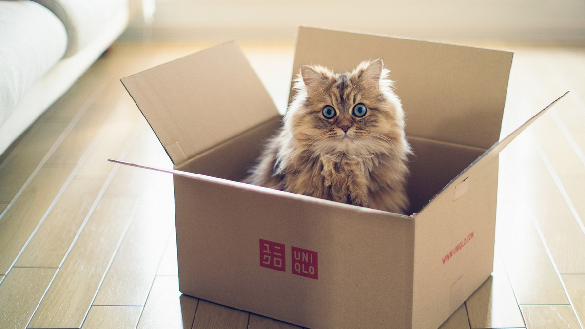 Аномальная тяга: почему кошки так любят коробки и пакеты | on-woman | Дзен