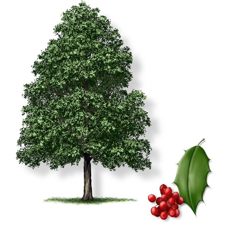 фото из интернета