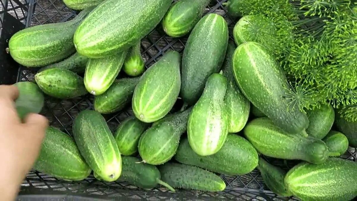 Огурец второй. Container cucumber.