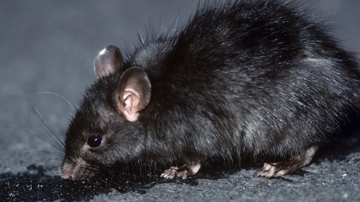 Когда тебя все ненавидят, а надо ненавидеть блох