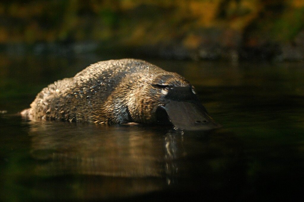  Утконос. Имеет очень смешной и нелепый внешний вид, но это не мешает ему быть ядовитым и очень опасным.  Для взрослого человека, не имеющего проблем  со здоровьем, встреча с ним не будет последней. Однако для ребенка, укол его шпорами, которые располагаются у животного  на задних лапах, может быть смертельным. 