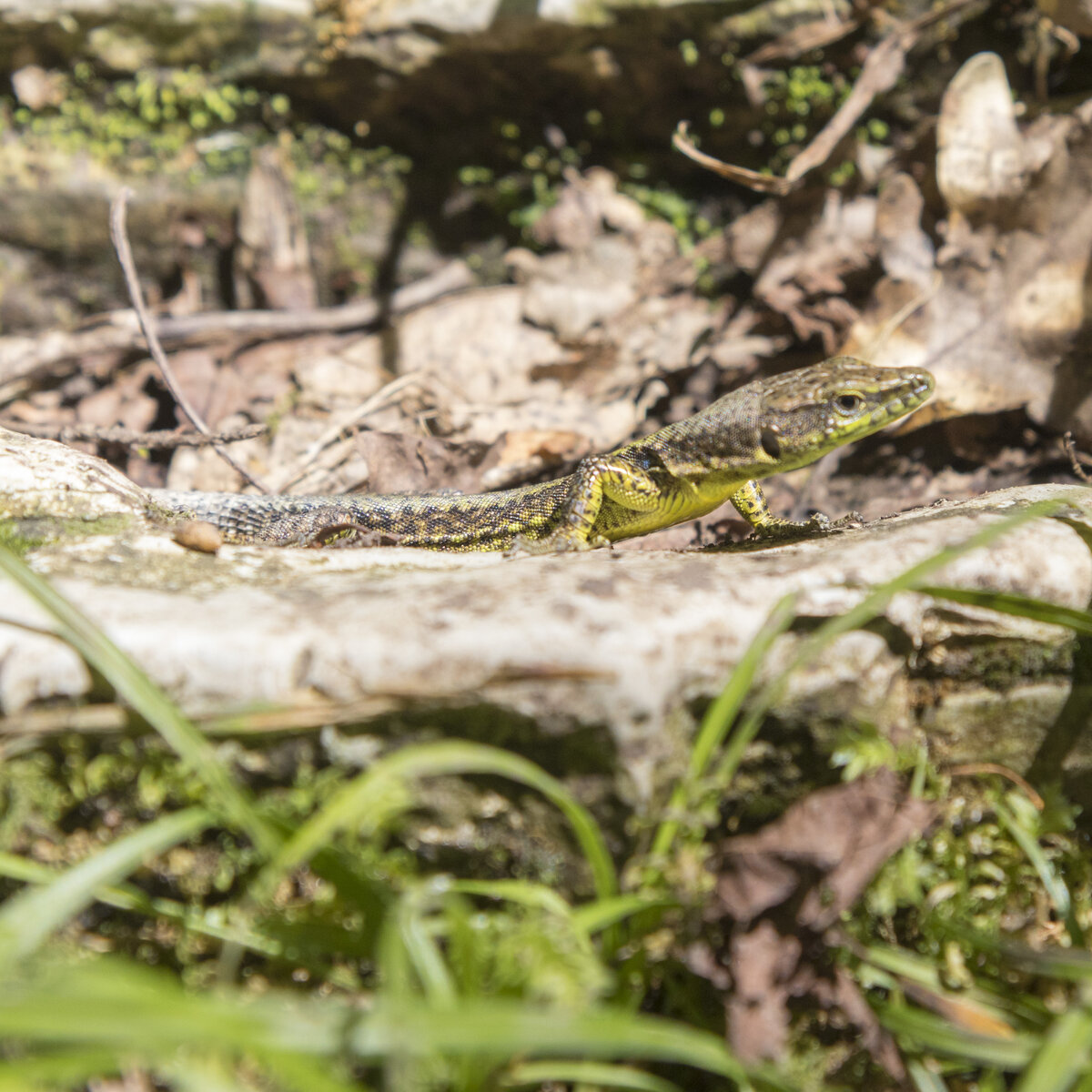Крабов не нашли. Зато ящериц просто тьма.