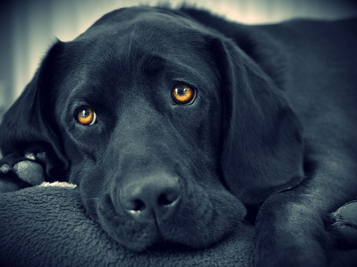 Источник изображения: https://w-dog.ru/wallpaper/sobaka-drug-cheloveka/id/263947/