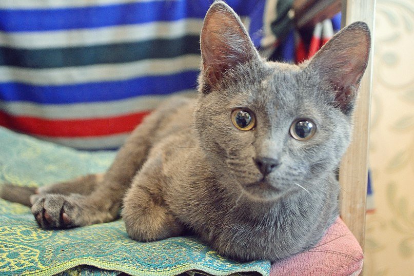 Это сиротинушка наша сразу после находки.