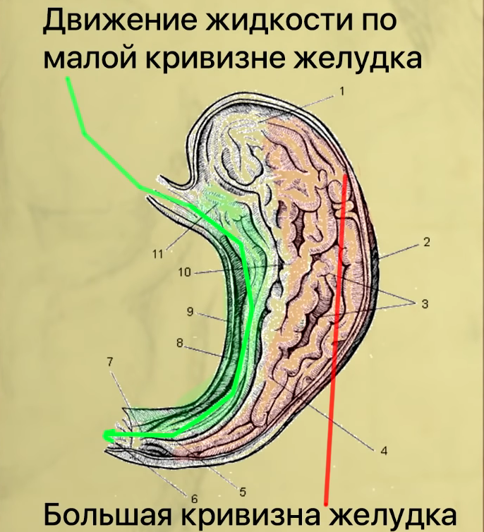 Идет жидкость. Большая и малая кривизна желудка. Малая кривизна желудка. Строение желудка малая и большая кривизна. Движение воды по желудку.