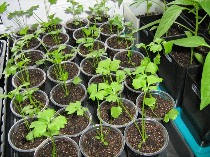 сельдерей корневой пикировка рассады. пикировка сельдерея корневого. пикировка сельдерея черешкового. пикировка сельдерея корневого. сельдерей корневой пикировка рассады.