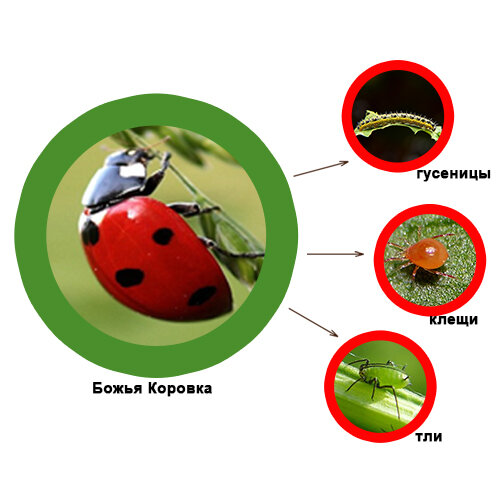 Божья коровка - самый известный энтомофаг. Фото из свободного доступа. 