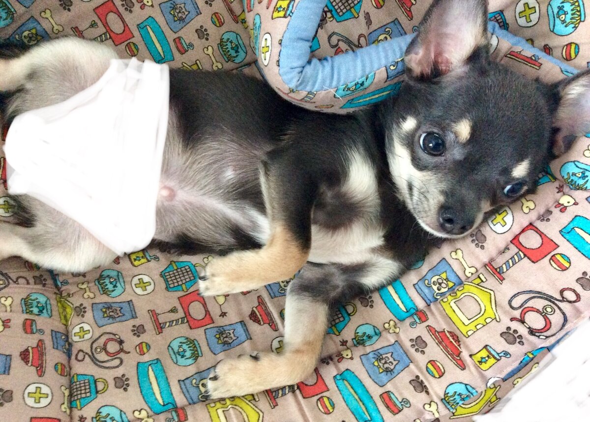 У нас всё прилично) в штаниках. На этом фото, Майк спит сверху своего домика, а не внутри. Так он спал на нём в начале