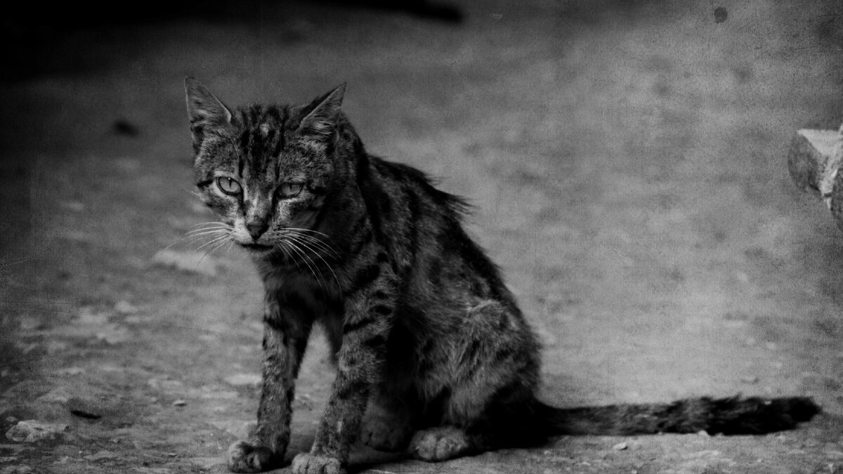 Кот Васька спас семью во время блокады Ленинграда | Я Рыбак | Дзен