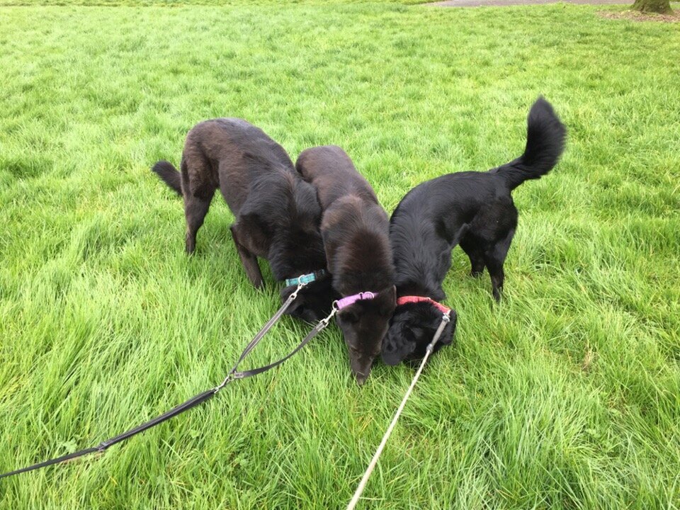 Коди, Зола и Коко