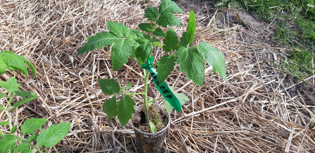 Сорт Девичьи сердечки