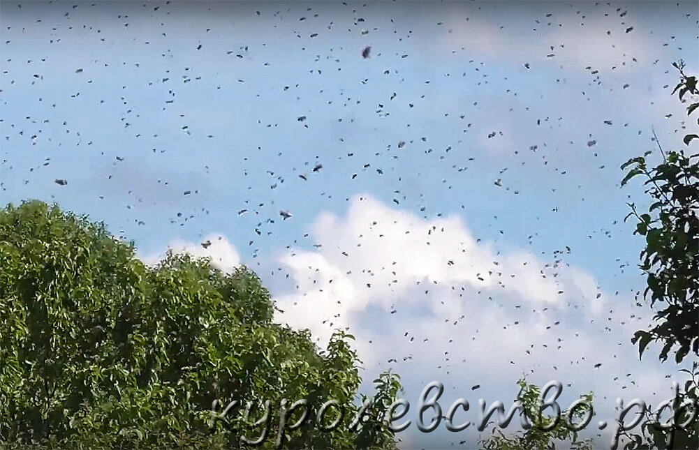 Фото автора. Роение пчел