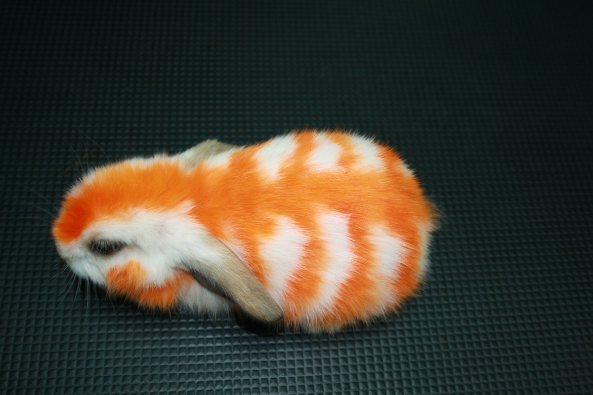 Источник: grooming-911.ru