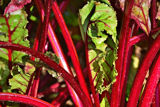 Фото: pixabay.com