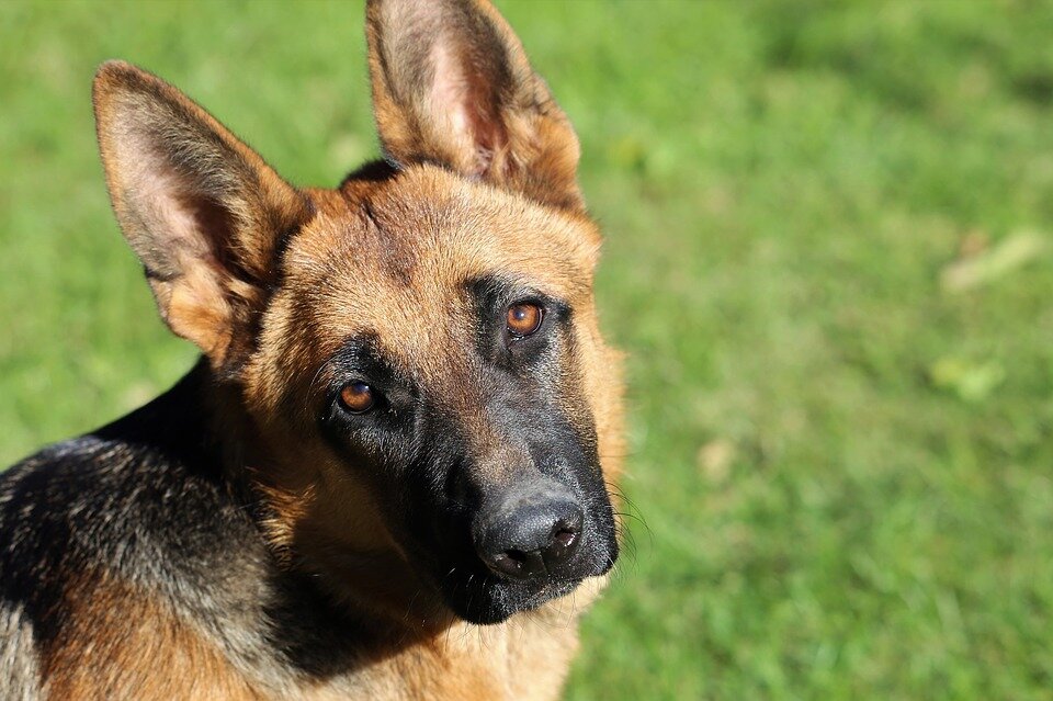 https://cdn.pixabay.com/photo/2018/09/29/18/55/german-shepherd-3712002_960_720.jpg