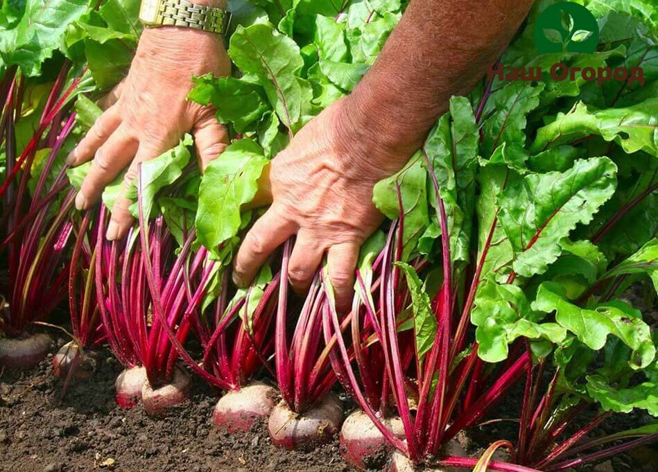 Не пропускайте необходимые подкормки и приумножьте свой свекольный урожай.