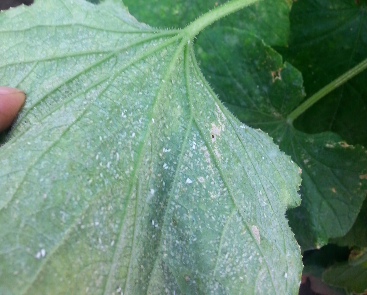 Белокрылка на моих огурцах. Фото от 2.09.